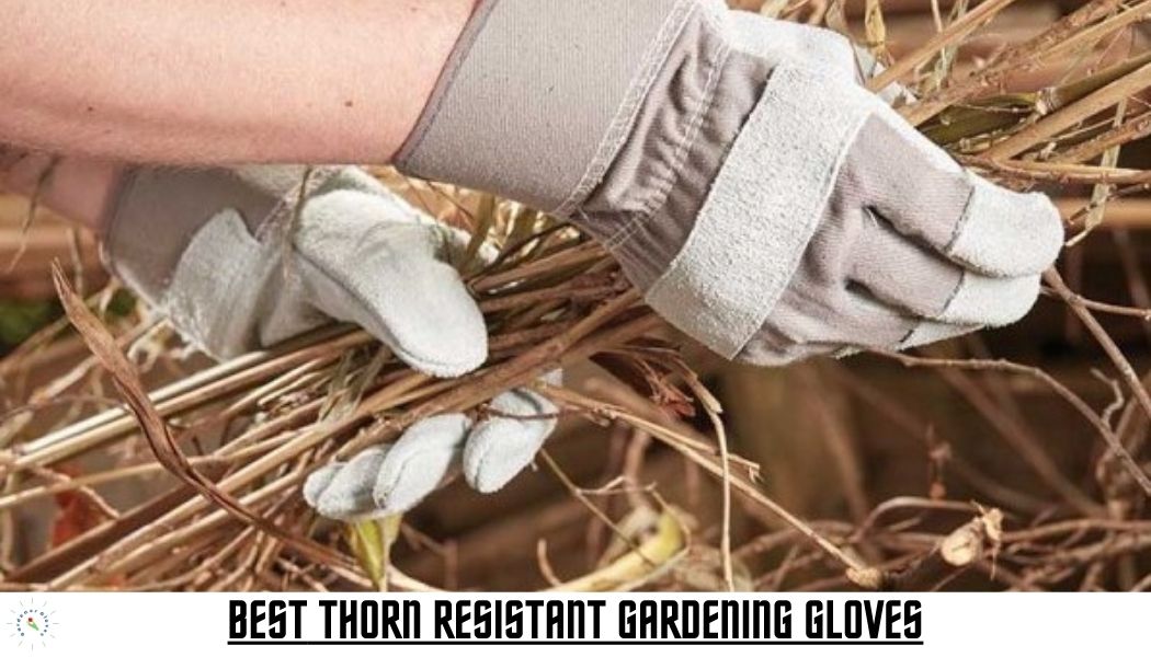 Best Thorn Proof Gardening Gloves